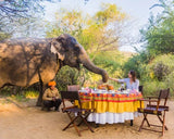 Elephant interacting with a table set outdoors with people around