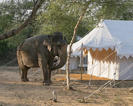 Elephant standing near a traditional tent in a natural setting