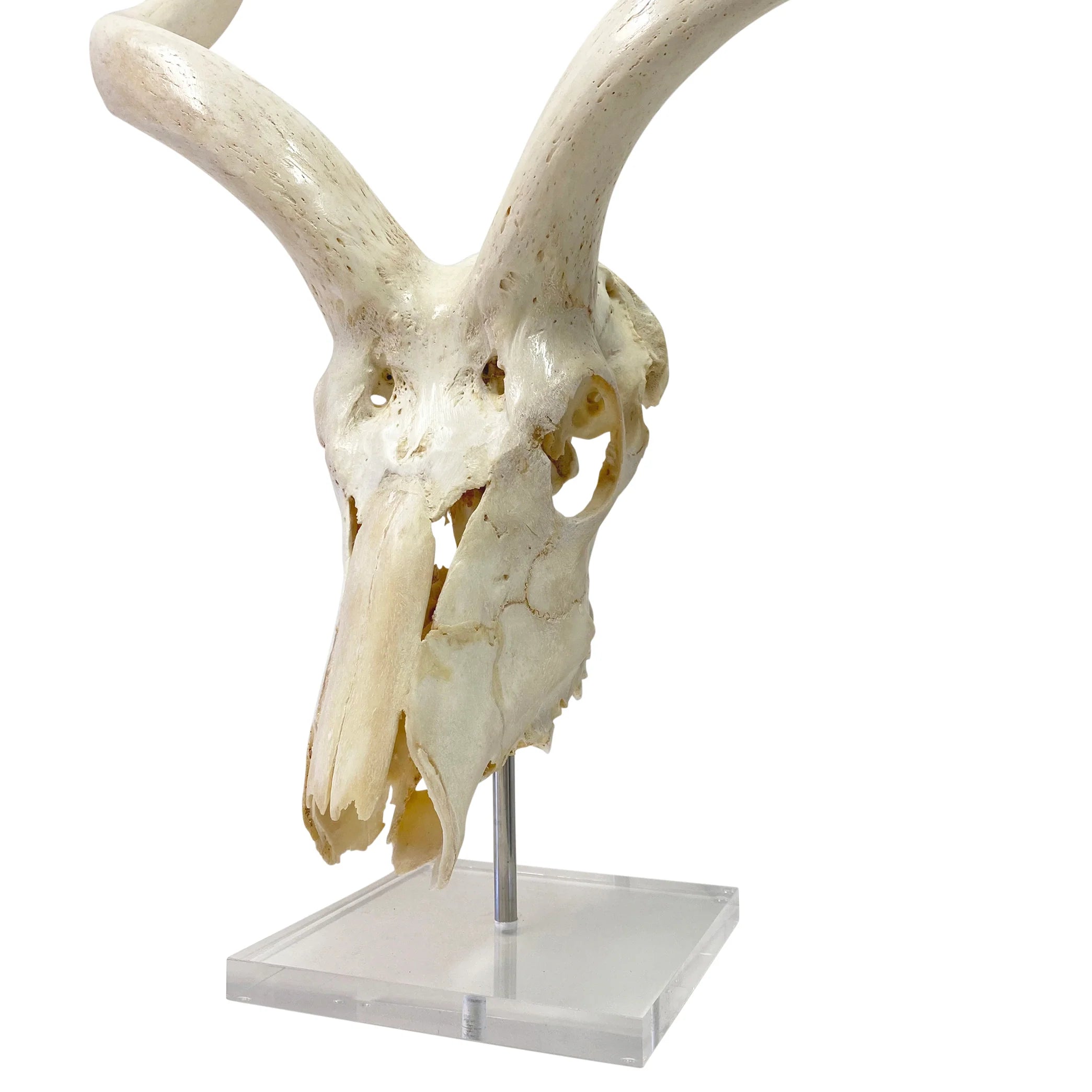 Large African Antelope Decor