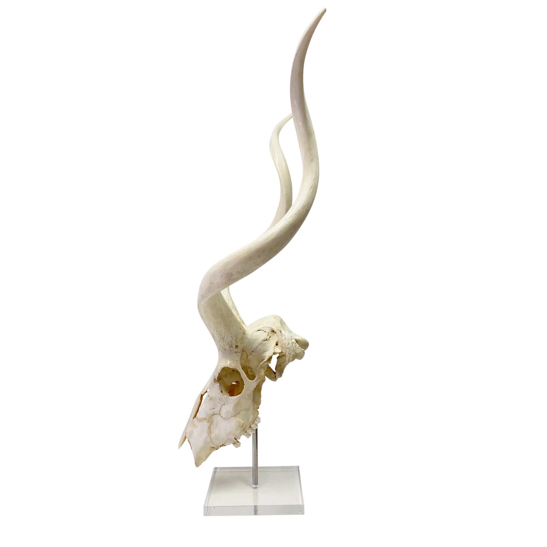 Large African Antelope Decor