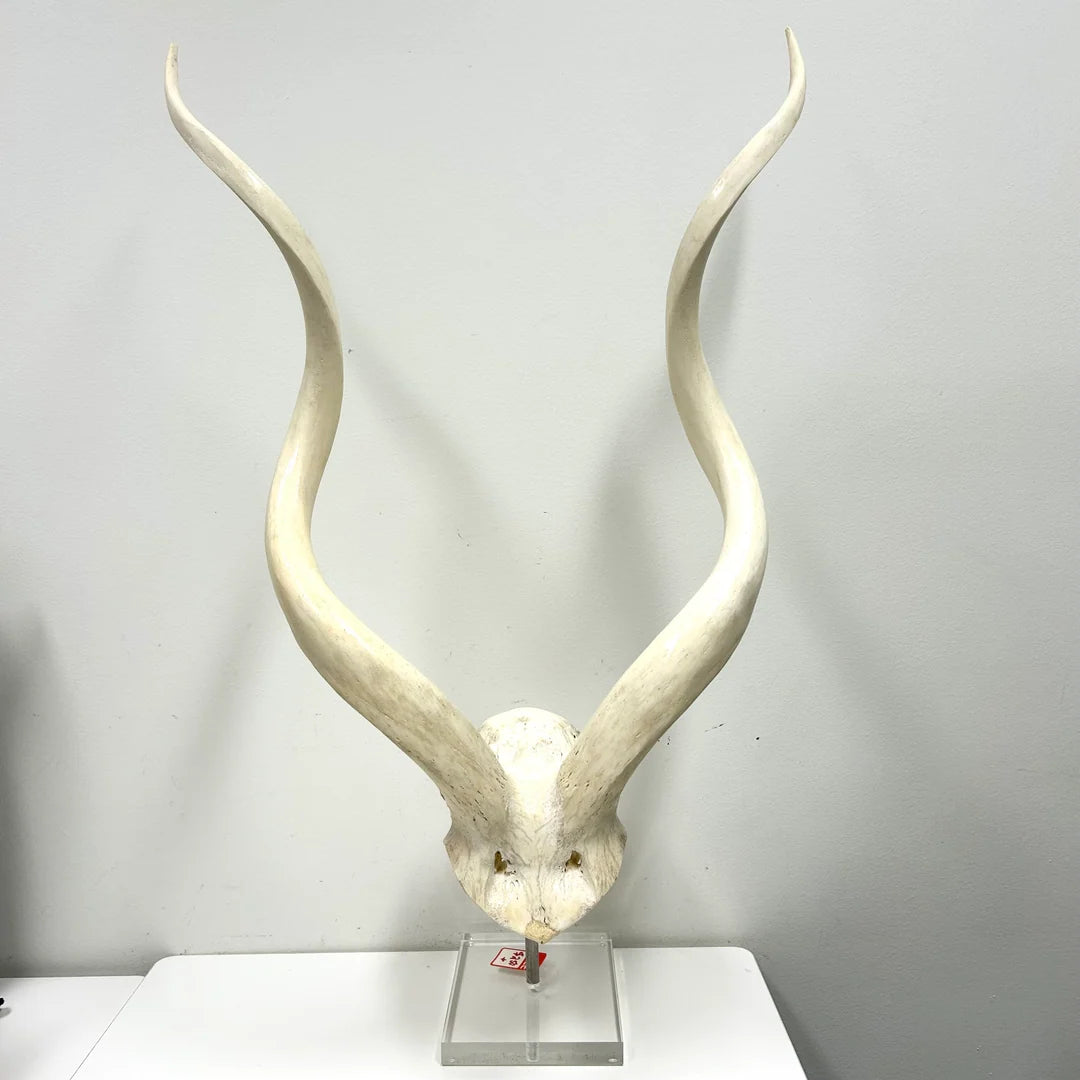 African Antelope Horns
