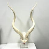 African Antelope Horns