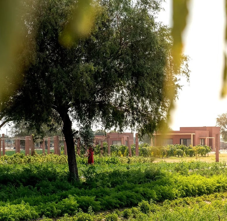 Rajasthan Illuminated : Mharo Khet Farm Tour & Degustation Upgrade