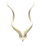 African Antelope Horns