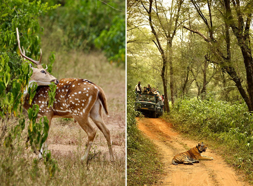 Two images side by side: one of a deer in a forest, the other of a tiger on a path with a safari vehicle.